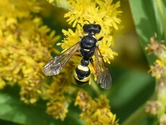 Cerceris rybyensis