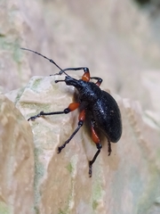 Otiorhynchus