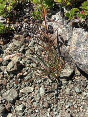 Luzula spicata