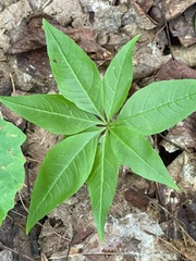 Lysimachia borealis