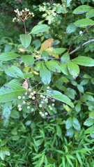 Viburnum nudum