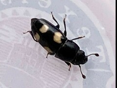 Glischrochilus quadrisignatus