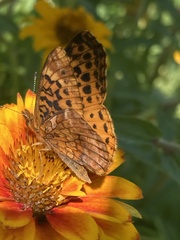 Boloria bellona