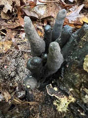 Xylaria polymorpha
