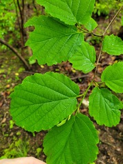 Hamamelis virginiana