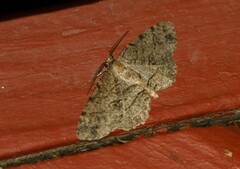 Melanolophia canadaria