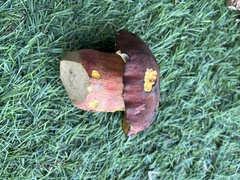 Baorangia bicolor