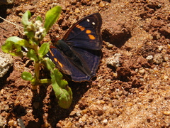 Doxocopa agathina