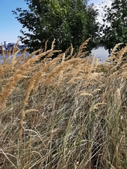 Calamagrostis epigejos