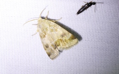 Schinia lynx