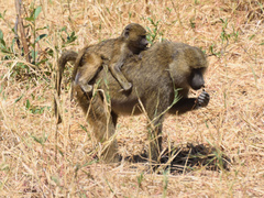 Papio anubis