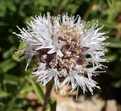 Monardella odoratissima