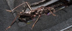 Alydus