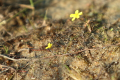 Ranunculus reptans