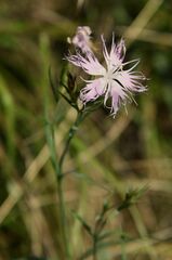Dianthus hyssopifolius