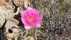 Opuntia basilaris basilaris