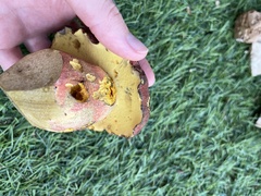 Baorangia bicolor