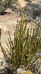 Ephedra viridis