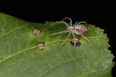 Philodromus aureolus