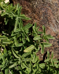 Monardella odoratissima