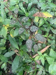 Hypoestes phyllostachya