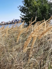 Calamagrostis epigejos