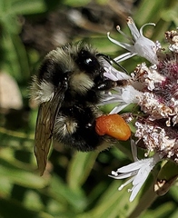 Bombus