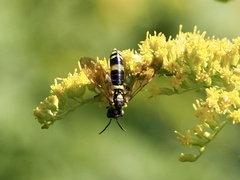 Symphyta