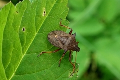 Picromerus bidens