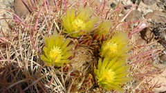 Ferocactus cylindraceus