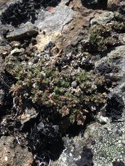Erigeron salishii
