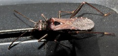 Alydus
