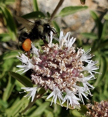Bombus