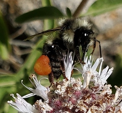 Bombus