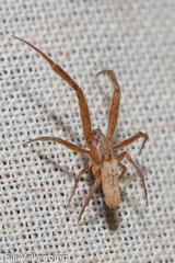 Uloborus walckenaerius