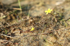 Ranunculus reptans
