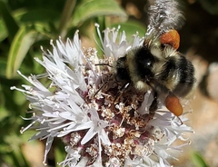 Bombus
