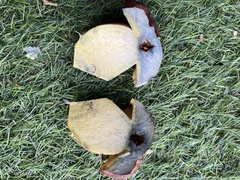 Baorangia bicolor