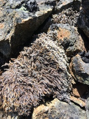 Racomitrium lanuginosum