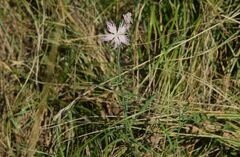 Dianthus hyssopifolius