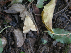 Heliothis peltigera