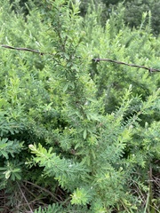 Lespedeza cuneata