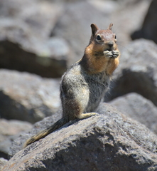 Callospermophilus lateralis