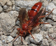 Ichneumonina