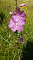 Sidalcea neomexicana