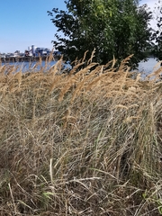 Calamagrostis epigejos