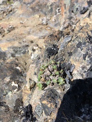 Erigeron salishii