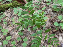 Streptopus lanceolatus