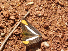 Adelpha