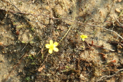 Ranunculus reptans